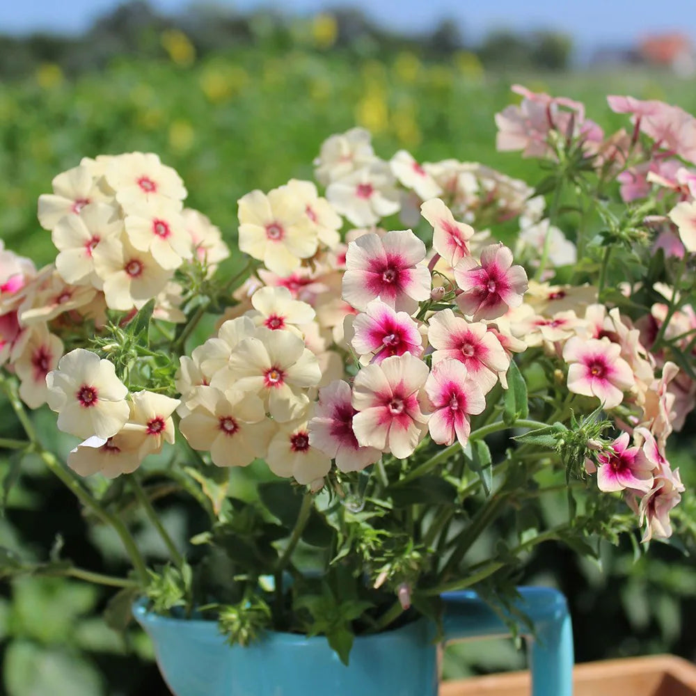 Phlox Caramel Flower Seeds
