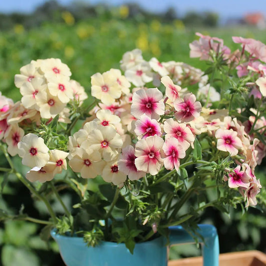 Phlox Caramel Flower Seeds