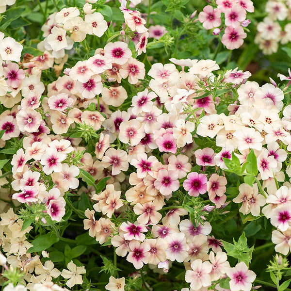 Phlox Caramel Flower Seeds