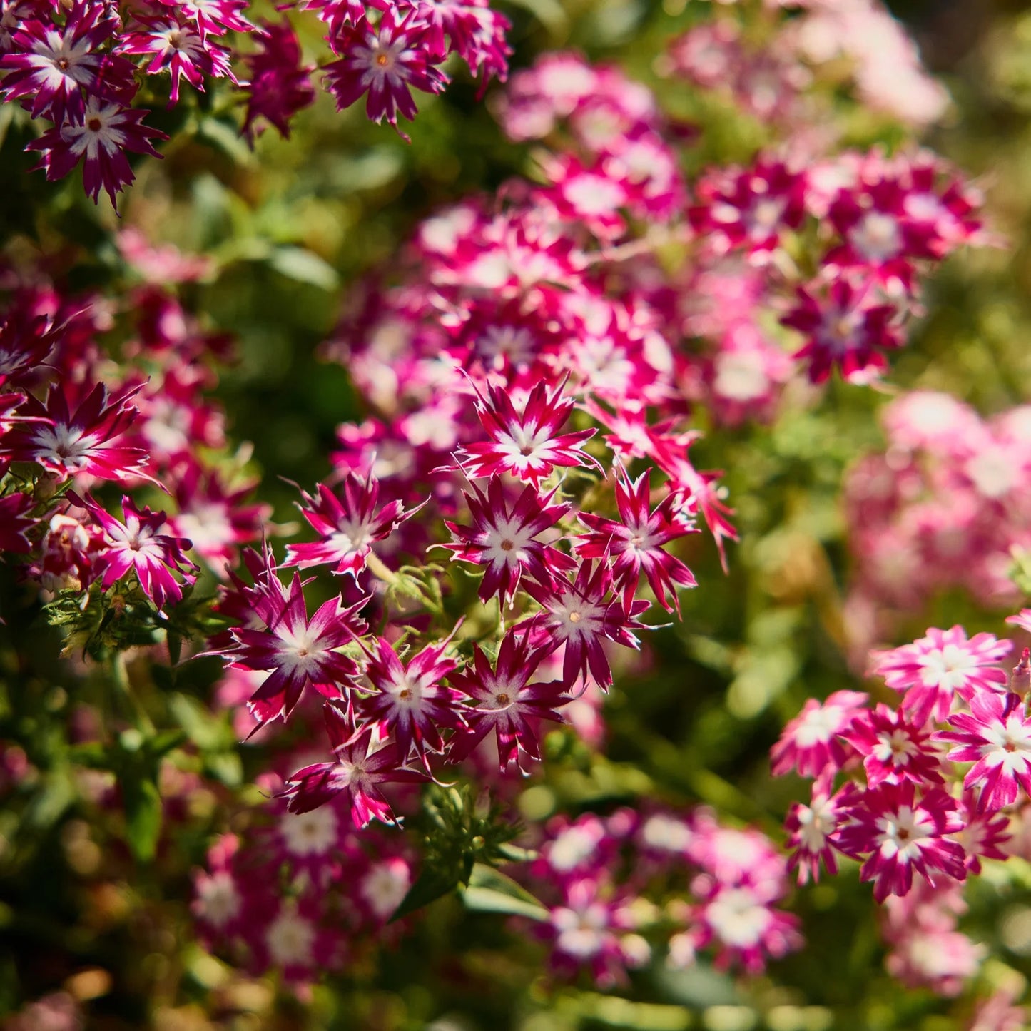 Phlox Twinkle Flower Seeds