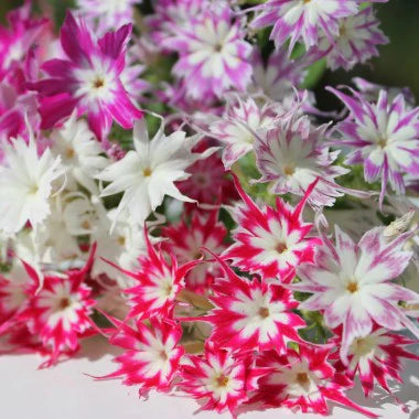 Phlox Twinkle Flower Seeds