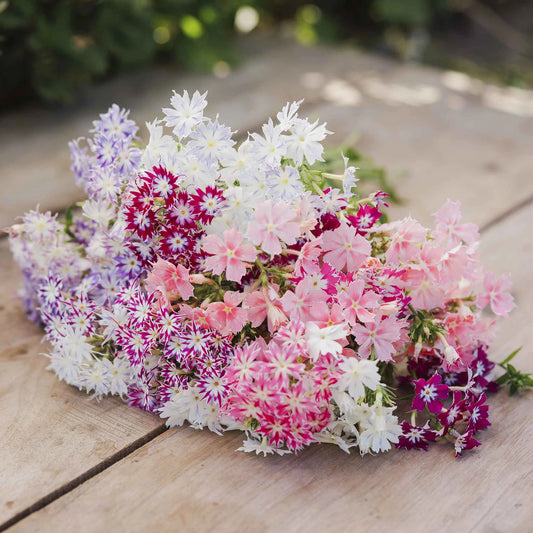 Phlox Twinkle Flower Seeds