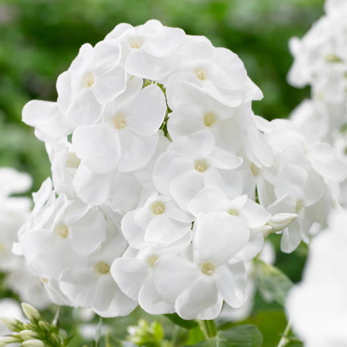 Phlox White Flower Seeds