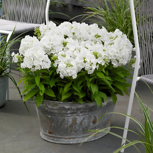 Phlox White Flower Seeds