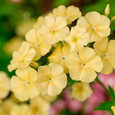 Phlox Yellow Flower Seeds