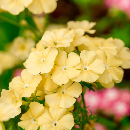 Phlox Yellow Flower Seeds
