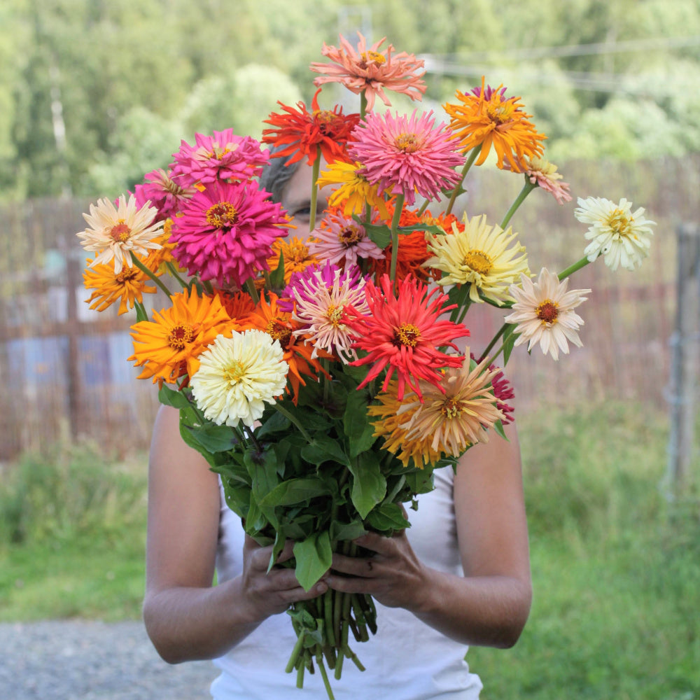 Zinnia Super Cactus Mix Seeds
