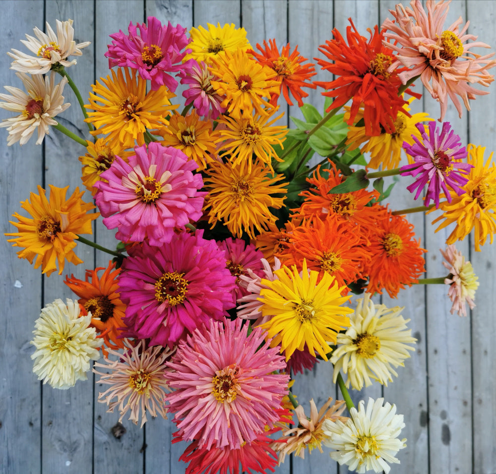 Zinnia Super Cactus Mix Seeds