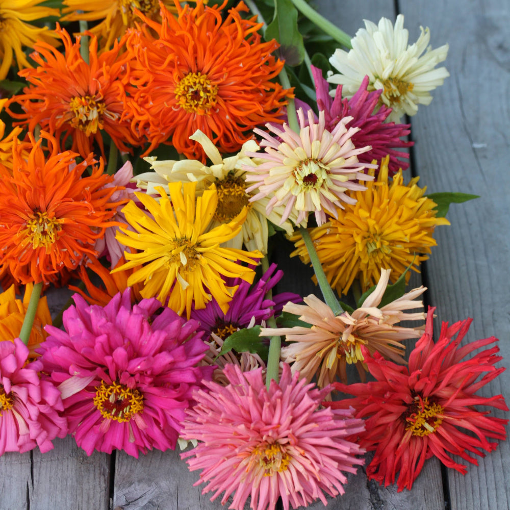 Zinnia Super Cactus Mix Seeds