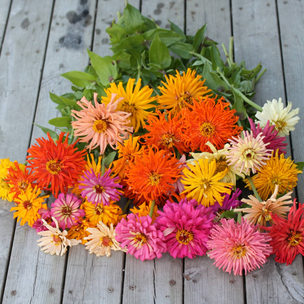 Zinnia Super Cactus Mix Seeds